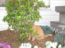 img_0073 I think if I stay behind this tree, they won't see me.